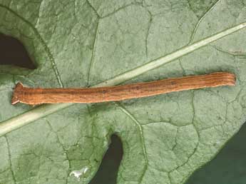  Chenille de Scopula umbelaria Hb. - �Kimmo Silvonen