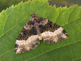 Euphyia unangulata Hw. adulte - �Philippe Mothiron