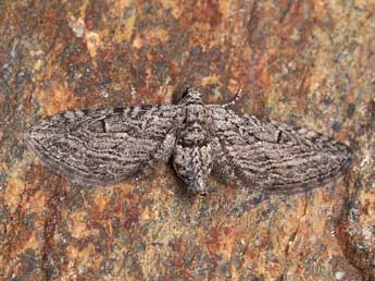 Eupithecia unedonata Mab. adulte - �Lionel Taurand