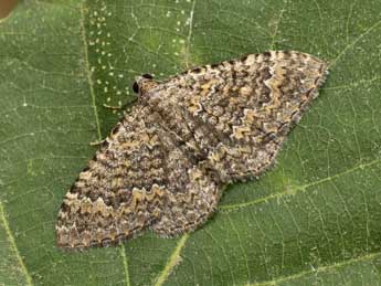 Cataclysme uniformata Bell. adulte - �Lionel Taurand