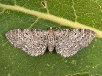 Eupithecia veratraria Grasl. adulte - �Philippe Mothiron