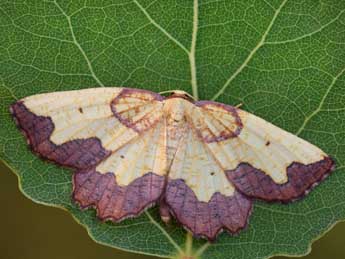 Epione vespertaria L. adulte - �Jeroen Voogd