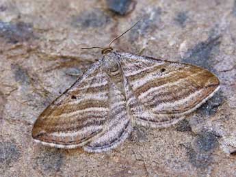 Phibalapteryx virgata Hfn. adulte - �Lionel Taurand