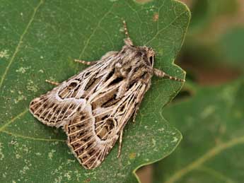 Thalpophila vitalba Frr adulte - �Lionel Taurand