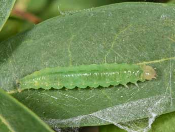  Chenille de Palpita vitrealis Rossi - �Philippe Mothiron