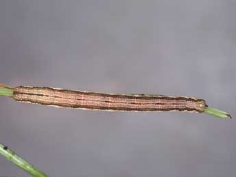  Chenille de Orthonama vittata Bkh. - �Kimmo Silvonen