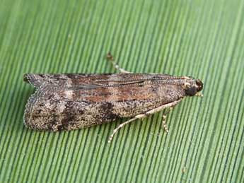 Ephestia woodiella Rich. & Thoms. adulte - �Lionel Taurand