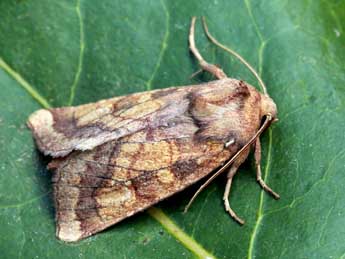 Gortyna xanthenes Germ. adulte - �Daniel Morel