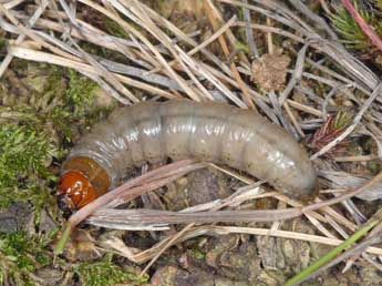  Chenille de Apamea zeta Tr. - �Wolfgang Wagner, www.pyrgus.de