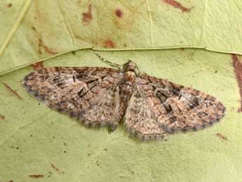 Eupithecia abbreviata Stph. adulte - �Philippe Mothiron