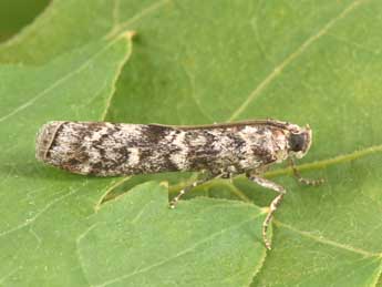 Dioryctria abietella D. & S. adulte - �Philippe Mothiron