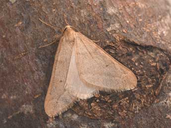 Alsophila aceraria D. & S. adulte - �Philippe Mothiron