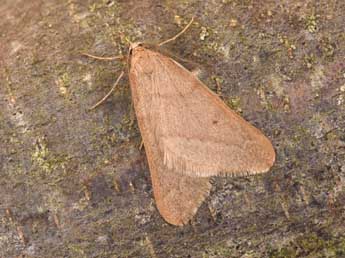 Alsophila aceraria D. & S. adulte - �Philippe Mothiron