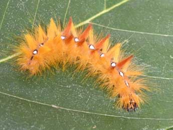  Chenille de Acronicta aceris L. - �Philippe Mothiron