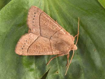 Mesogona acetosellae D. & S. adulte - �Philippe Mothiron