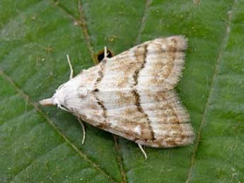 Nola aerugula Hb. adulte - �Philippe Mothiron