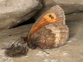 Erebia aethiopellus Hoffmsg adulte - �Wolfgang Wagner, www.pyrgus.de