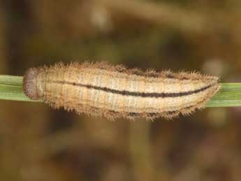  Chenille de Erebia aethiopellus Hoffmsg - �Wolfgang Wagner, www.pyrgus.de