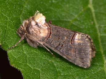 Abrostola agnorista Dufay adulte - �Paolo Mazzei