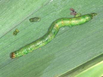  Chenille de Globia algae Esp. - �Malcolm Hillier