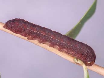  Chenille de Xestia alpicola Zett. - �Kimmo Silvonen