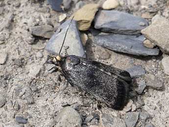 Asarta alpicolella Z. adulte - �Emmanuelle Champion