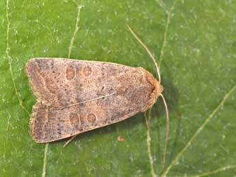 Hoplodrina ambigua D. & S. adulte - �Philippe Mothiron