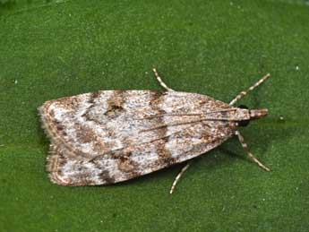 Scoparia ambigualis Tr. adulte - �Philippe Mothiron