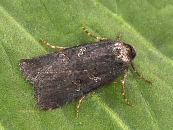 Stilbia anomala Hw. adulte - �Philippe Mothiron