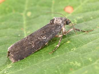 Stilbia anomala Hw. adulte - �Philippe Mothiron