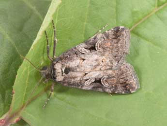 Stilbia anomala Hw. adulte - �Philippe Mothiron