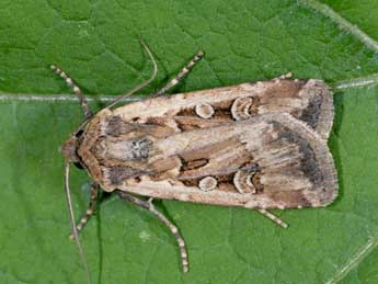 Euxoa aquilina D. & S. adulte - �Alexis Borges