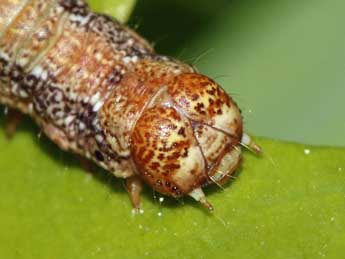  Chenille de Phigaliohybernia aurantiaria Hb. - �Jean-Paul Coat