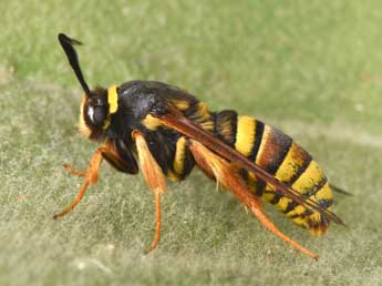 Sesia bembeciformis Hb. adulte - �Philippe Mothiron