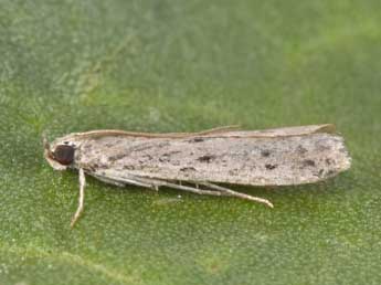 Phycitodes bentinckella Pierce adulte - �Philippe Mothiron