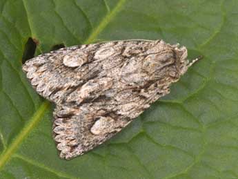 Meganephria bimaculosa L. adulte - �Philippe Mothiron