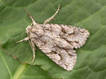 Meganephria bimaculosa L. adulte - �Philippe Mothiron