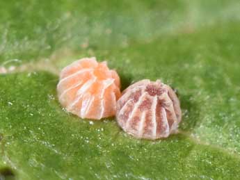  Oeuf de Meganephria bimaculosa L. - �Philippe Mothiron