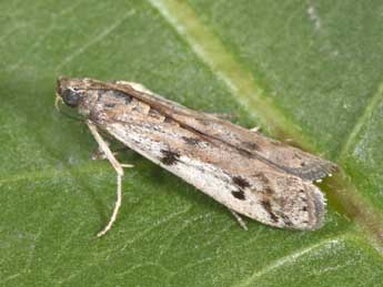 Phycitodes binaevella Hb. adulte - �Philippe Mothiron