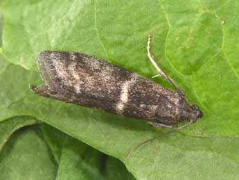 Apomyelois bistriatella Hulst adulte - �Philippe Mothiron