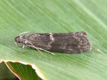 Apomyelois bistriatella Hulst adulte - �Philippe Mothiron