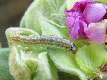  Chenille de Acrobasis bithynella Z. - �Ruben Meert