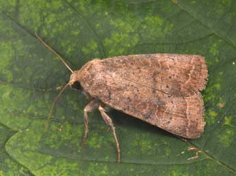 Hoplodrina blanda D. & S. adulte - �Philippe Mothiron