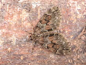 Thera britannica Turner adulte - �Philippe Mothiron