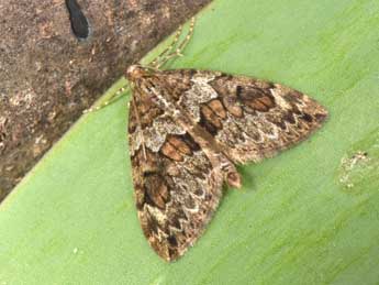 Thera britannica Turner adulte - �Philippe Mothiron