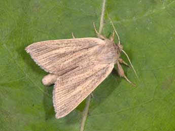 Sedina buettneri Hering adulte - �Philippe Mothiron