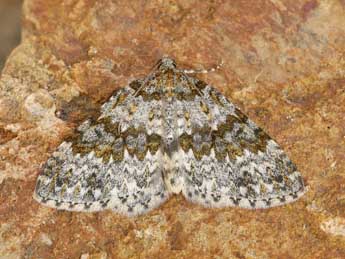 Entephria caeruleata Gn. adulte - �Lionel Taurand