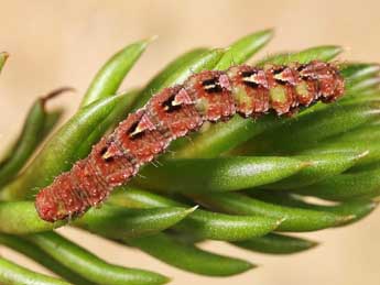  Chenille de Entephria caeruleata Gn. - �Lionel Taurand