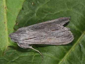 Cucullia campanulae Frr adulte - �Philippe Mothiron