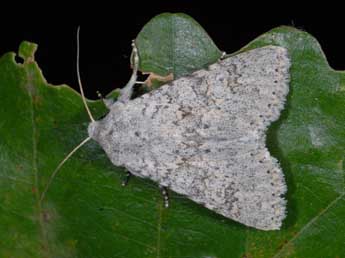 Aporophyla canescens Dup. adulte - �Alexis Borges